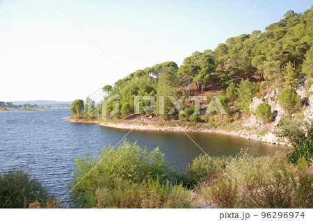 Stone pine forest on a sunny day, Aegean Region, Turkey Stone pine forest on a sunny day, Aegean Region, Turkey 96296974