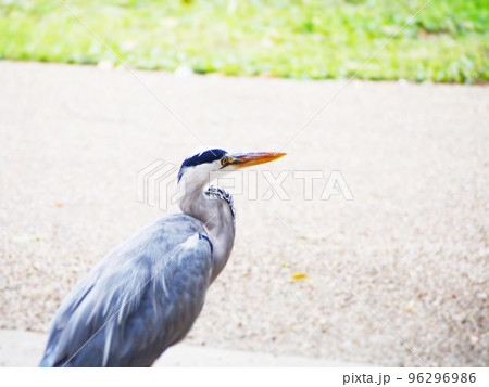 道端に佇むアオサギ 96296986