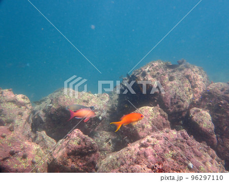 あかいさかな 96297110