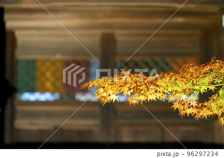 秋の禅林寺 (永観堂)の紅葉　ライトアップ　京都市左京区 96297234