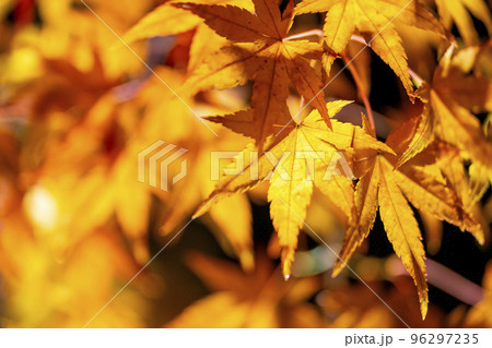 秋の禅林寺 (永観堂)の紅葉　ライトアップ　京都市左京区 96297235