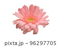 Beautiful flower on a white background 96297705