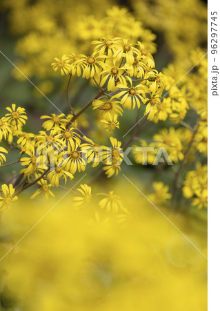 つわぶきの花 つわぶきの花 96297745
