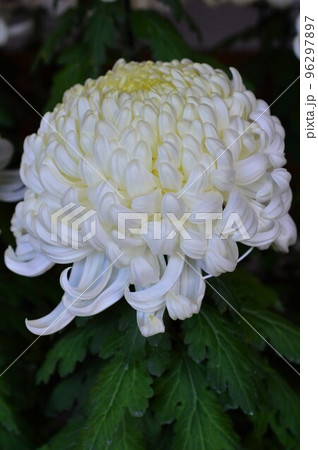 弥彦菊祭りの大菊 弥彦菊祭りの大菊 96297897