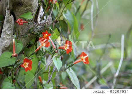 野原に咲き乱れる朱色のマルバルコウソウの花 野原に咲き乱れる朱色のマルバルコウソウの花 96297954