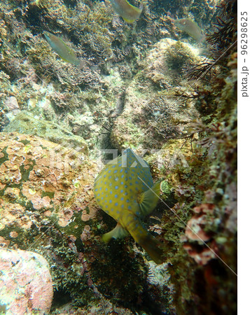 にげろやにげろ 96298625