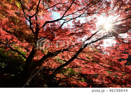 湖東三山のひとつ 「百済寺」の紅葉 湖東三山のひとつ 「百済寺」の紅葉 96298649