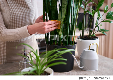 Woman taking care of Potted Sansevieria house plant at home 96298751