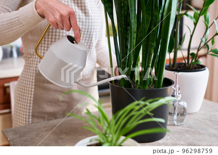 Woman taking care of Potted Sansevieria house plant at home Woman taking care of Potted Sansevieria house plant at home 96298759
