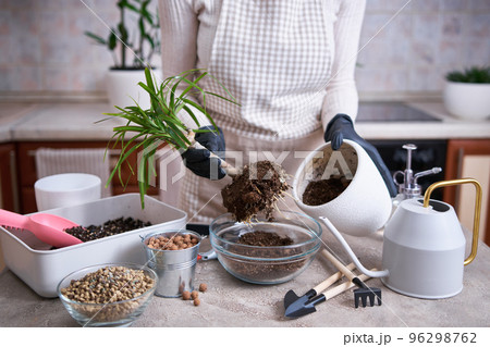 Woman replanting Dracaena house plant at home Woman replanting Dracaena house plant at home 96298762