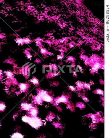 ピンク PINK 花 フラワー フローラル なでしこ ピンク PINK 花 フラワー フローラル なでしこ 96298824