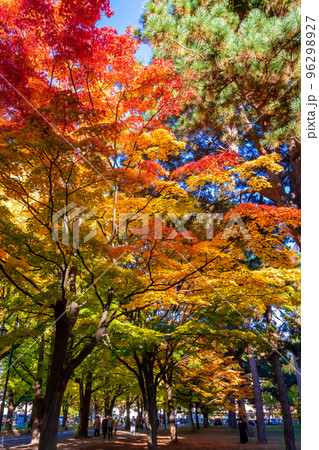 秋の札幌市・北海道大学で見た、赤や黄色の紅葉と快晴の青空 秋の札幌市・北海道大学で見た、赤や黄色の紅葉と快晴の青空 96298927