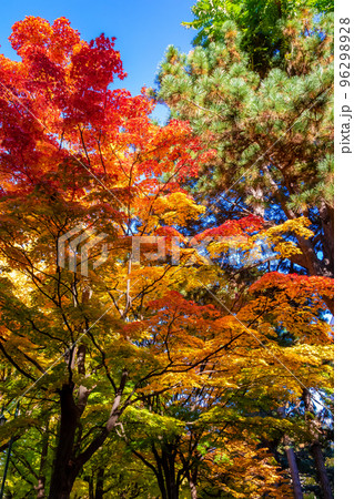 秋の札幌市・北海道大学で見た、赤や黄色の紅葉と快晴の青空 96298928
