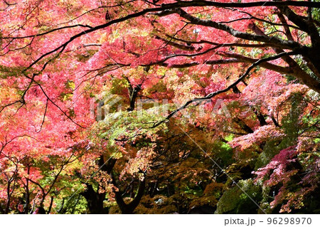 滋賀 永源寺の燃えるような紅葉 96298970