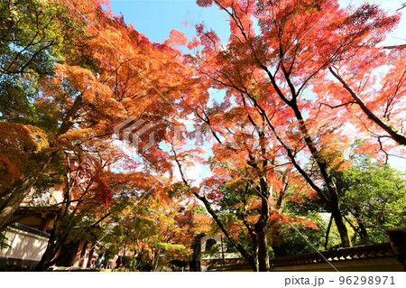 滋賀 永源寺の燃えるような紅葉 滋賀 永源寺の燃えるような紅葉 96298971