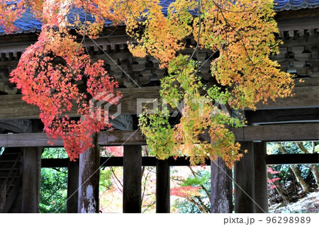 滋賀 永源寺の燃えるような紅葉 96298989