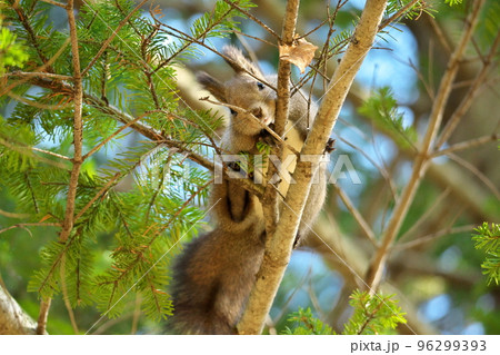 エゾリス 96299393