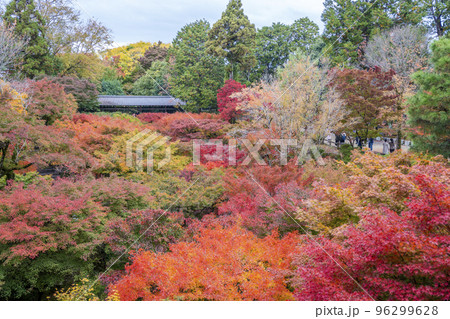 秋の東福寺　通天橋から見た臥雲橋　京都府京都市 96299628