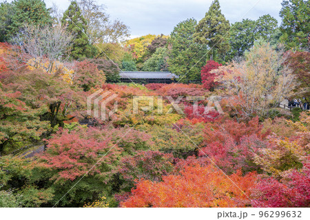 秋の東福寺　通天橋から見た臥雲橋　京都府京都市 96299632