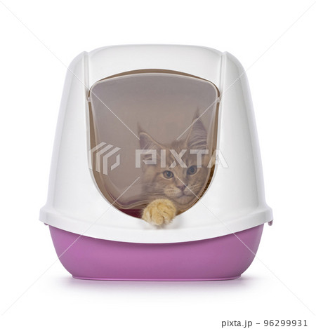 Maine Coon in litterbox on white Maine Coon in litterbox on white 96299931