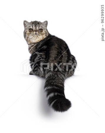 Exotic Shorthair cat kitten on white background Exotic Shorthair cat kitten on white background 96299935