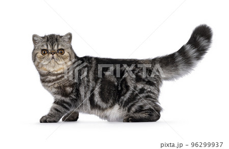 Exotic Shorthair cat kitten on white background Exotic Shorthair cat kitten on white background 96299937
