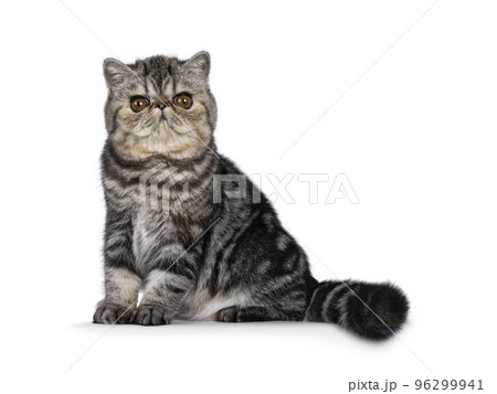 Exotic Shorthair cat kitten on white background 96299941