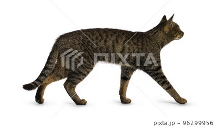 House cat on white background 96299956