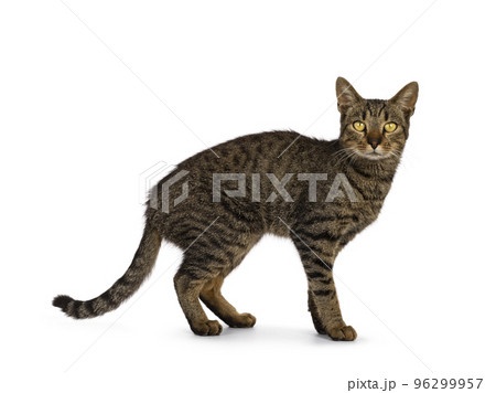 House cat on white background 96299957