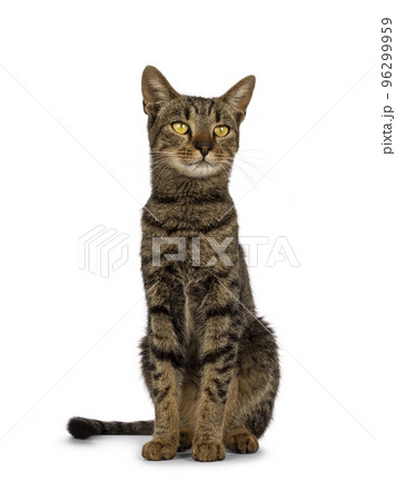 House cat on white background 96299959