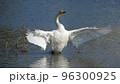 翼を広げる白鳥 96300925