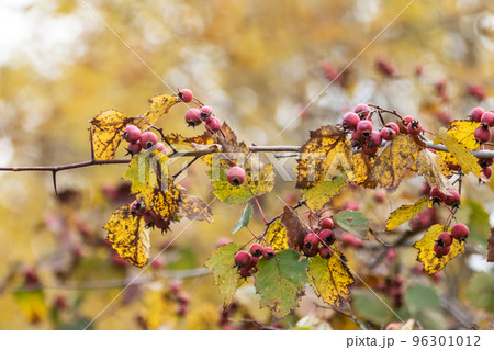 Red hawthorn berries with yellow autumn leaves 96301012