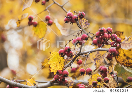 Red hawthorn berries with yellow autumn leaves Red hawthorn berries with yellow autumn leaves 96301013
