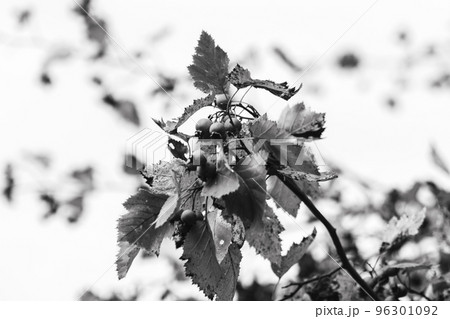 Grayscale hawthorn berries on a branch close-up 96301092