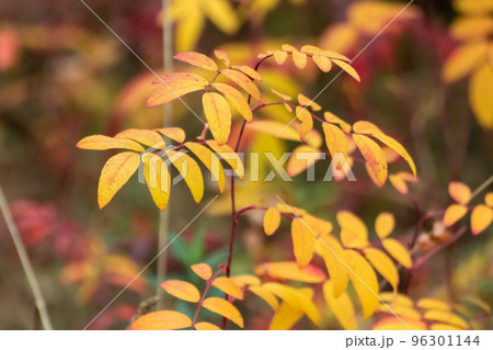 Autumn yellow colorful leaves with blur close-up 96301144