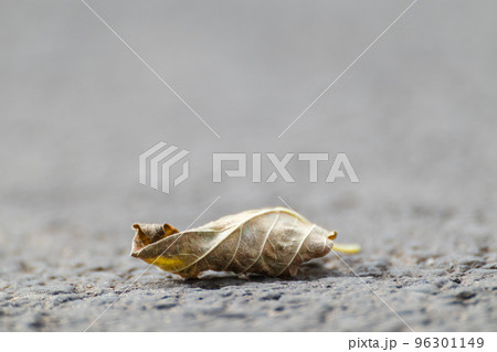 Fallen leaf on road with blurred background Fallen leaf on road with blurred background 96301149