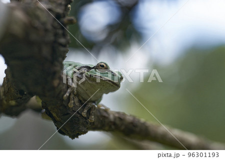 木の上で鳴くアマガエル 96301193