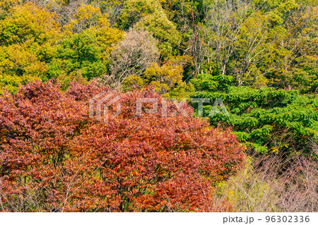 秋の森林　紅葉の始まり 96302336