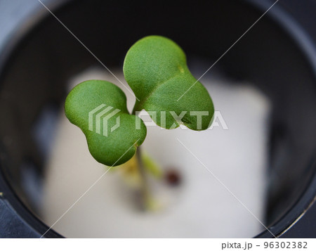 ブロッコリースプラウト ブロッコリースプラウト 96302382