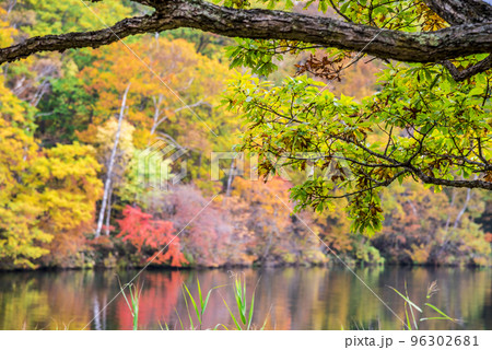 《長野県》紅葉の志賀高原丸池 《長野県》紅葉の志賀高原丸池 96302681
