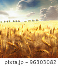 Wheat field and sky with clouds. Countryside summer background in gold colors. Grain and nature. Healthy food poster. 96303082
