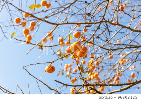 実のなった柿の木 96303125