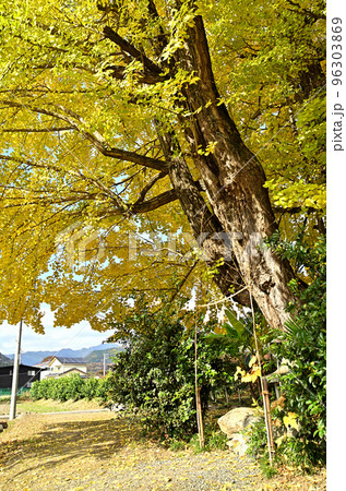 埼玉県皆野町国神の姫イチョウ 埼玉県皆野町国神の姫イチョウ 96303869