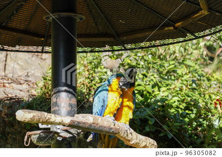 二羽のルリコンゴウインコ 二羽のルリコンゴウインコ 96305082
