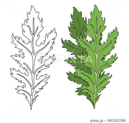 Green leaves of Mizuna lettuce in linear and flat style. Vector illustration of Japanese mustard. 96305289