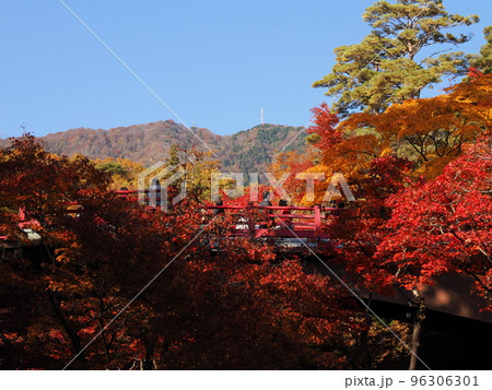 新潟・弥彦公園 秋のもみじ谷 新潟・弥彦公園 秋のもみじ谷 96306301