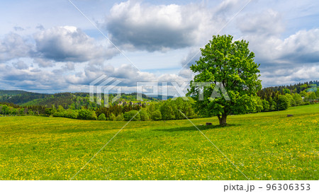 Solitary deciduous tree on the blooming meadow, Korenov, Czech Republic 96306353