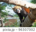 動物 動物学 動物園 96307002