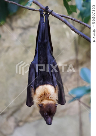 コウモリ インドオオコウモリ コウモリ インドオオコウモリ 96307355