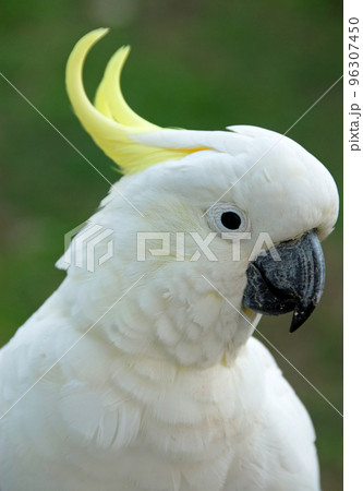Sulphur-crested cockatoo with close up of head. Australian birds with white plumage and yellow crest. Sulphur-crested cockatoo (cacatua galerita) in Sydney, Australia. 96307450